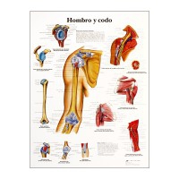 Grafico anatomico: spalla e gomito